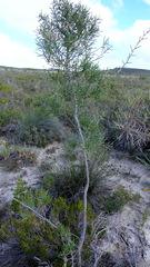 Hakea psilorrhyncha