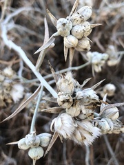 Tetradymia comosa