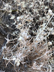 Tetradymia comosa