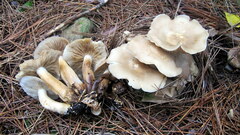 Lyophyllum