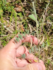 Indigofera lindheimeriana