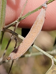 Indigofera lindheimeriana