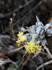 Tetradymia comosa