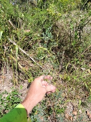 Indigofera lindheimeriana