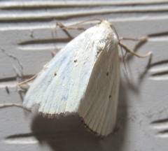 Marimatha nigrofimbria