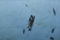 Chrysanympha formosa