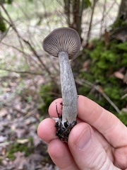 Pseudoclitocybe cyathiformis