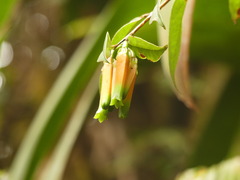 Macleania macrantha