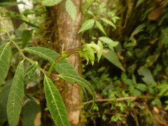Burmeistera cylindrocarpa