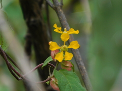 Gaudichaudia cynanchoides