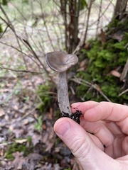 Pseudoclitocybe cyathiformis