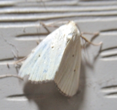 Marimatha nigrofimbria