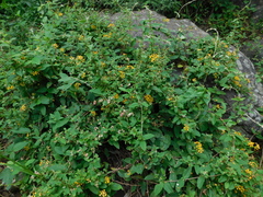 Gaudichaudia cynanchoides