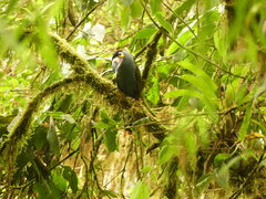 Andigena laminirostris