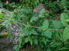 Gaudichaudia cynanchoides