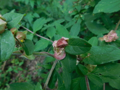 Gaudichaudia cynanchoides