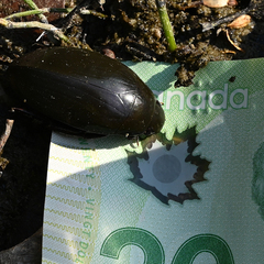 Hydrophilus triangularis