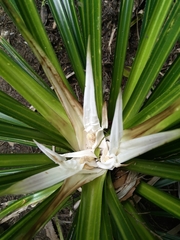 Freycinetia banksii
