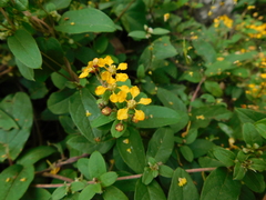 Gaudichaudia cynanchoides