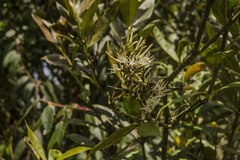 Gaiadendron