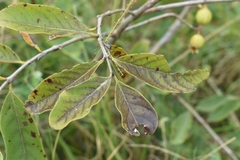 Psidium guineense