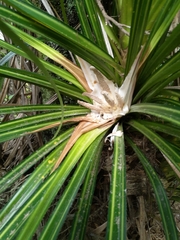 Freycinetia banksii
