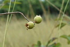 Psidium guineense