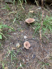 Melanoleuca melaleuca