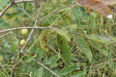 Psidium guineense