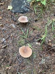 Melanoleuca melaleuca