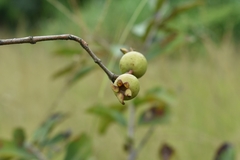 Psidium guineense