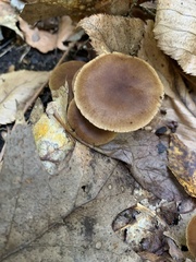 Tubaria furfuracea
