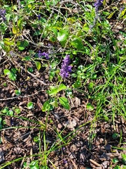Ajuga reptans
