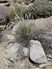 Digitaria californica