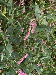 Persicaria longiseta