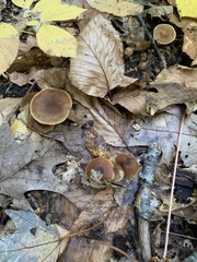 Tubaria furfuracea