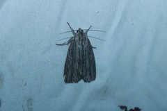 Acronicta lithospila