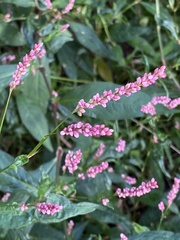 Persicaria longiseta