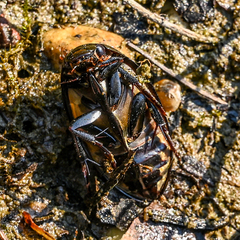 Hydrophilus triangularis