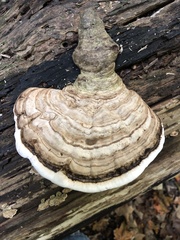 Ganoderma megaloma