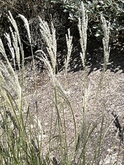 Digitaria californica