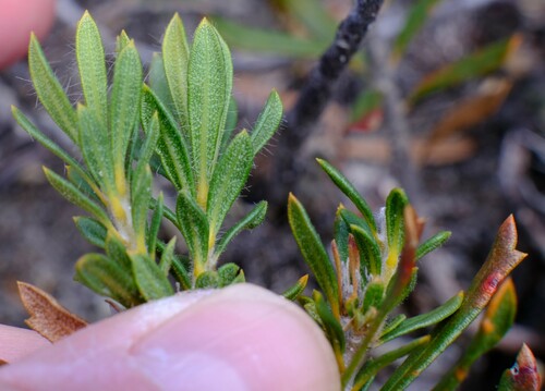 Image of Banksia tridentata by (c) Peter Crowcroft, some rights reserved (CC BY)