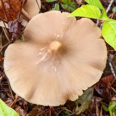 Entoloma strictius
