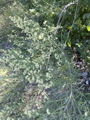 Baccharis neglecta
