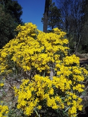Senecio cinerarioides