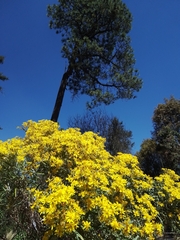 Senecio cinerarioides