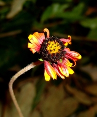 Gaillardia mexicana