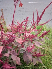 Amaranthus cruentus
