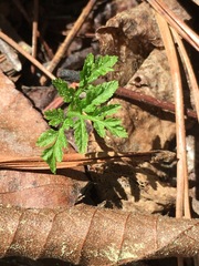 Botrypus virginianus