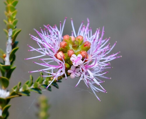 Image of Melaleuca scitula by (c) Peter Crowcroft, some rights reserved (CC BY)